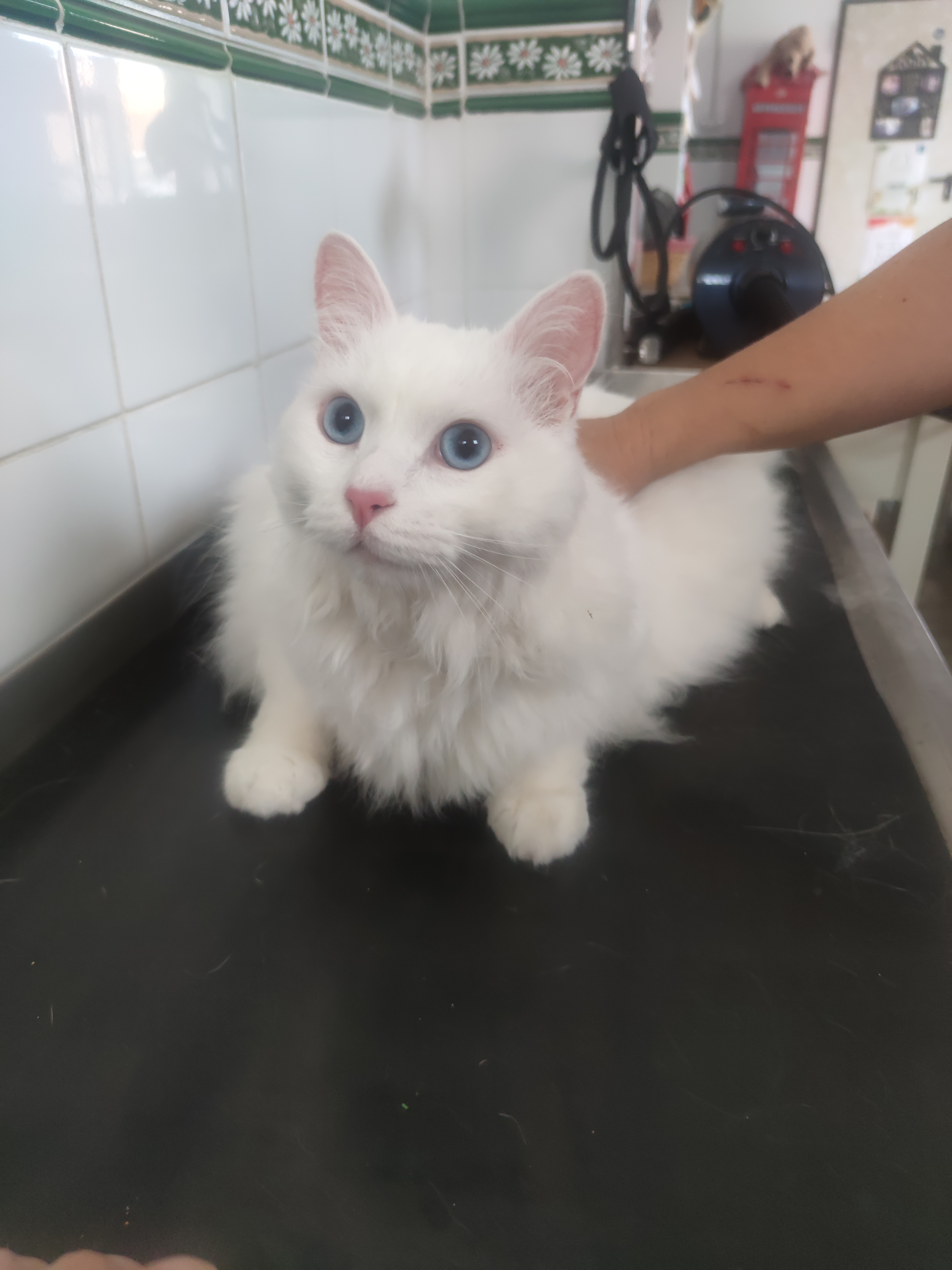Peluquería de mascotas Yolapatitas